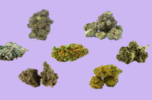 Understanding the Science Behind Cannabis Strains